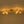 6-Light Brass Clear Ovoid Glass Branch Semi-flush Mount