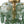 Chandelierias-Dark Green 4-Light Stire Glass Tiered Semi-Flush Mount-Semi Flush-Brass-